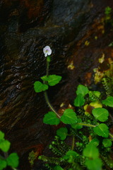 Veronica oligosperma