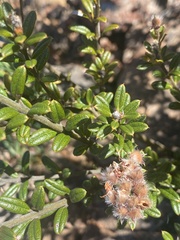 Oxylobium ellipticum