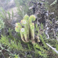Phacelia ramosissima austrolitoralis