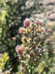 Oxylobium ellipticum