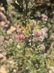 Oxylobium ellipticum