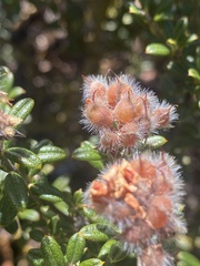 Oxylobium ellipticum