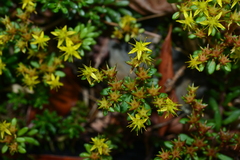 Sedum actinocarpum