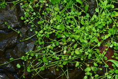 Ranunculus cheirophyllus
