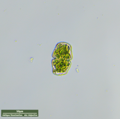 Cosmarium holmiense integrum