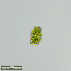 Cosmarium holmiense integrum