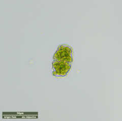 Cosmarium holmiense integrum