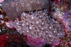 Clavularia