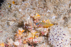 Meander Dwarfgoby photo 3
