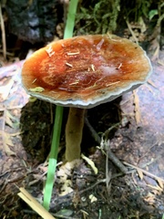 Sanguinoderma