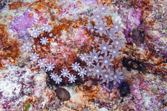 Clavularia