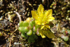 Sedum alpestre
