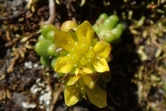 Sedum alpestre