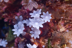 Clavularia