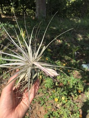 Tillandsia gardneri