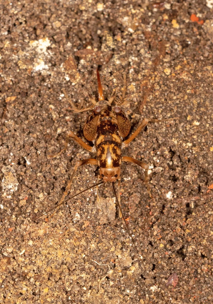 Parvotettix fortescuensis