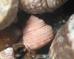 Calliostoma supragranosum