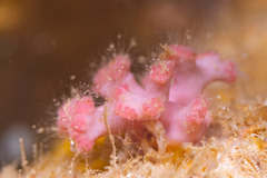 Sporadotrema