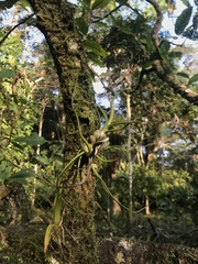 Tillandsia bulbosa