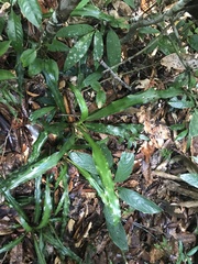 Cryptanthus pseudopetiolatus