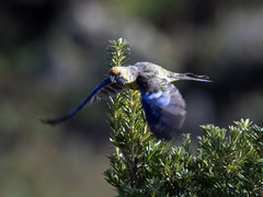 Platycercus caledonicus