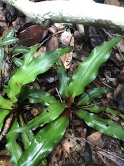 Cryptanthus pseudopetiolatus