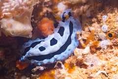 Phyllidia coelestis