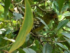 Oriolus flavocinctus