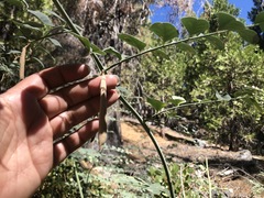 Hosackia crassifolia crassifolia