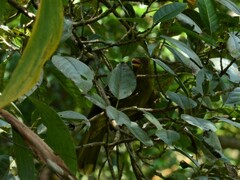 Oriolus flavocinctus