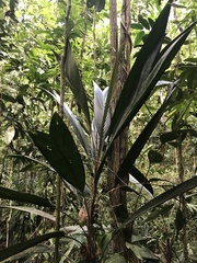 Geonoma pauciflora