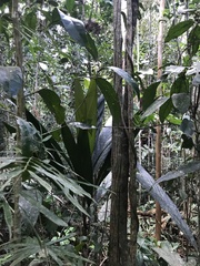Geonoma pauciflora