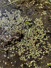Lemna turionifera