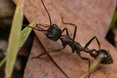 Myrmecia pulchra