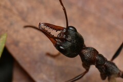 Myrmecia pulchra