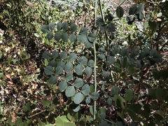 Hosackia crassifolia crassifolia