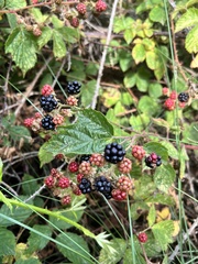 Rubus fruticosus