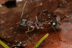 Myrmecia pulchra