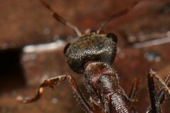 Myrmecia pulchra
