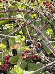 Rubus fruticosus