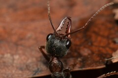Myrmecia pulchra