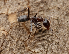 Iridomyrmex