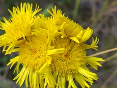 Podolepis hieracioides