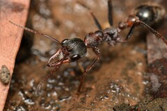 Myrmecia pulchra