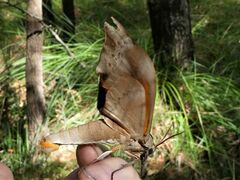 Coequosa australasiae