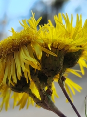 Podolepis hieracioides