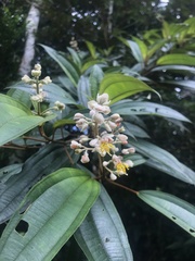 Miconia dodecandra