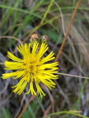 Podolepis hieracioides