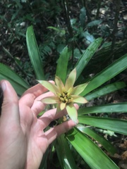 Guzmania lingulata