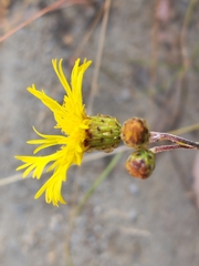 Podolepis hieracioides